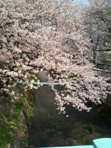 ありがとうで世界を満たそう♪　☆thanks everything☆thanks everyone☆thanks earth☆-2010040610540000.jpg